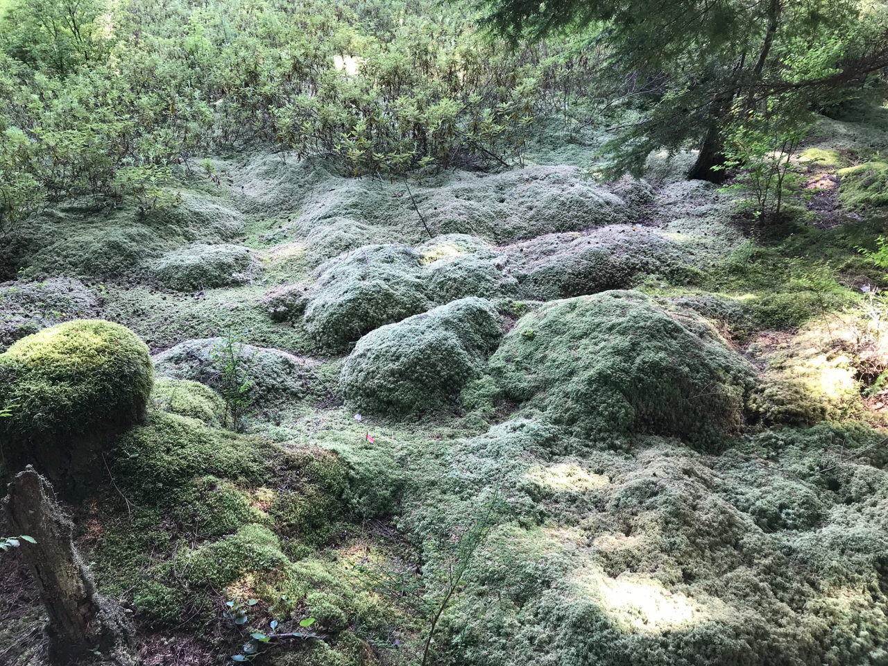 Garden of Stones